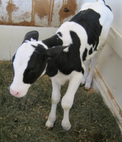 veal calf